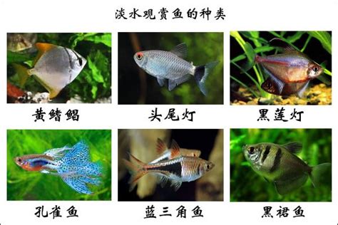 養淡水魚種類|淡水觀賞魚的種類大全介紹